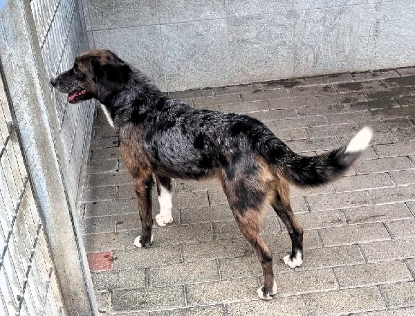 CASPER DOLCISSIMO CERCA CASA Foto 4